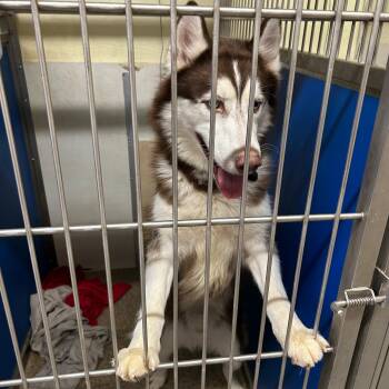 Husky Dogs Available for Adoption in Warren, New Jersey - Shadow | PetCurious