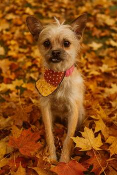 Rescue Terrier Dogs for Adoption in Ssl, Utah - Nala | PetCurious
