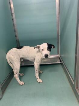 Rescue Pit Bull Terrier and Mixed Breed Dogs for Adoption in Moreno Valley, California - A546443 | PetCurious
