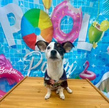 Isis/Wendy -  Jack Russell Terrier and Hound Dog for Adoption in Bryant, Arkansas - Isis/Wendy | PetCurious