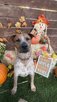 Rescue Cattle Dog and English Coonhound Dogs for Adoption in San Diego, California - Rusty Brown | PetCurious