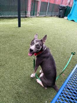 Birdie May -  Mixed Breed Dog for Adoption in New York, New York - Birdie May | PetCurious