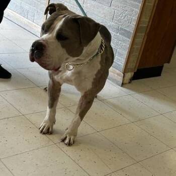 Mixed Breed Dogs Available for Adoption in Davenport, Iowa - Download A House | PetCurious