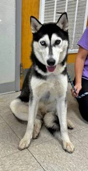Rescue Husky and Mixed Breed Dogs for Adoption in Morton Grove, Illinois - Siren | PetCurious