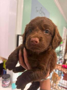Lasagna -  Labrador Retriever and Boykin Spaniel Dog for Adoption in Statesboro, Georgia - Lasagna | PetCurious