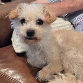 Edie -  Dandie Dinmont Terrier and Mixed Breed Dog for Adoption in Brownsboro, Alabama - Edie | PetCurious