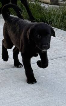 Rover -  Labrador Retriever Dog Available for Adoption in South Bend, Indiana - Rover | PetCurious