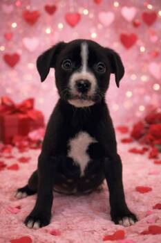 Black Labrador Retriever Dogs Available for Adoption -  Nelly  | PetCurious