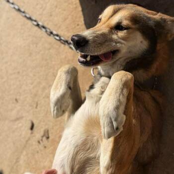 Jindo Dogs Available for Adoption - Kobee HW+ | PetCurious