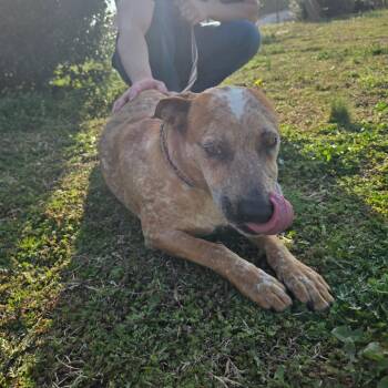 Lady -  Terrier and Mixed Breed Dog for Adoption in West Point, Mississippi - Lady | PetCurious