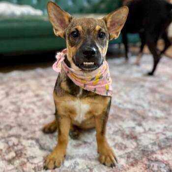 Babs Bite Sized Babe -  French Bulldog and Chihuahua Dog for Adoption in Friendswood, Texas - Babs Bite Sized Babe | PetCurious