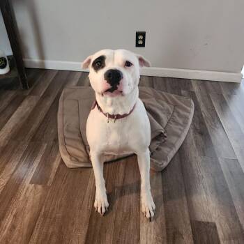 Chica -  Mixed Breed Dog for Adoption in Bristol, Indiana - Chica | PetCurious