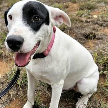 Rescue Mixed Breed Dogs for Adoption in Pelham, New Hampshire - Simon | PetCurious