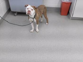 SUGARPLUM -  Boxer and Mixed Breed Dog for Adoption in Omaha, Nebraska - SUGARPLUM | PetCurious