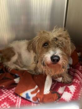 Rescue Parson Russell Terrier and Mixed Breed Dogs for Adoption in Knoxville, Tennessee - Cyrus | PetCurious