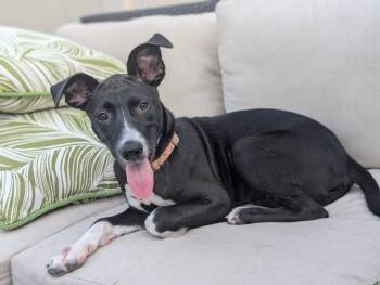 Sally -  Terrier Dog for Adoption in Berlin, New Jersey - Sally | PetCurious