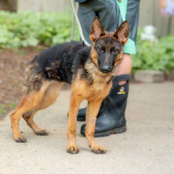 Lady Luck -  German Shepherd Dog Dog for Adoption in Chester Springs, Pennsylvania - Lady Luck | PetCurious