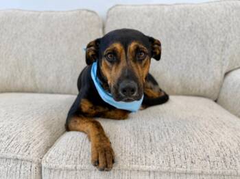 Drew So Softly -  Labrador Retriever Dog for Adoption in Friendswood, Texas - Drew So Softly | PetCurious