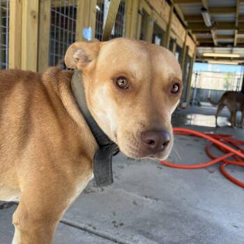 Lucy -  Labrador Retriever Dog Available for Adoption in Lewisburg, Tennessee - Lucy | PetCurious