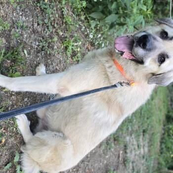 MOSLEY -  Anatolian Shepherd Dog for Adoption in Keyser, West Virginia - MOSLEY | PetCurious