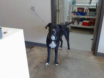 Great Dane and Mixed Breed Dogs Available for Adoption in Ontario, California - BOOGIE | PetCurious