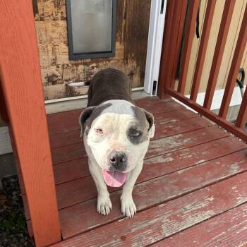 Rescue American Bully Dogs for Adoption in Pasco, Washington - Sharkie | PetCurious