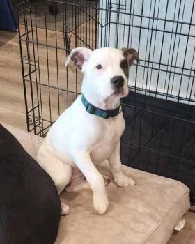 Rescue American Bulldog Dogs for Adoption in Broken Arrow, Oklahoma - Beasley Ann | PetCurious