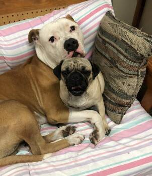 Rescue Pit Bull Terrier Dogs for Adoption in Berkeley, California - Buddy & Friends | PetCurious