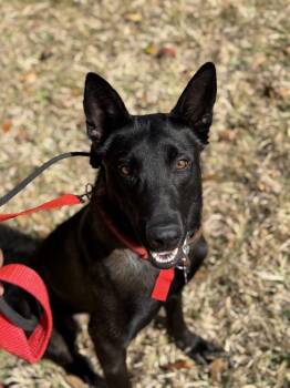 Belgian Shepherd Malinois Dogs Available for Adoption - Bruce - Located In Florida | PetCurious