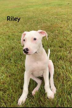 Rescue Pit Bull Terrier and Labrador Retriever Dogs for Adoption in Conroe, Texas - Riley (East Texas Puppies) | PetCurious