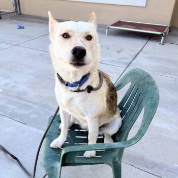 Lovely -  German Shepherd Dog and Siberian Husky Dog for Adoption in Oakland, California - Lovely | PetCurious