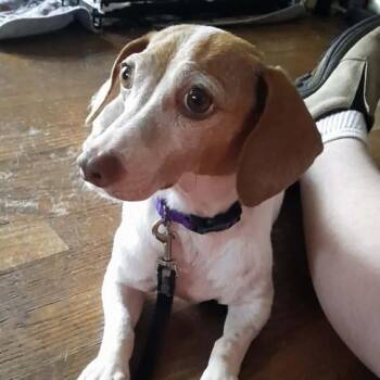 Kennedy -  Dachshund Dog for Adoption in Olathe, Kansas - Kennedy | PetCurious
