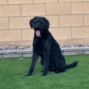 Black Labrador Retriever and Poodle Dogs Available for Adoption - Eleanor (Ellie) | PetCurious