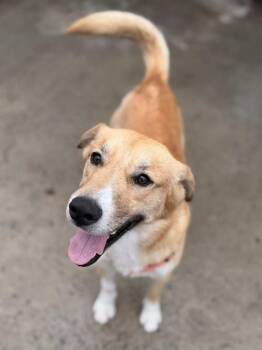 Husky and Beagle Dogs Available for Adoption - Otter | PetCurious