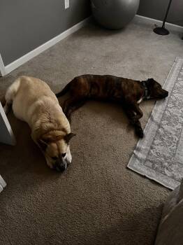 Plott Hound and American Bulldog Dogs Available for Adoption - Marley | PetCurious