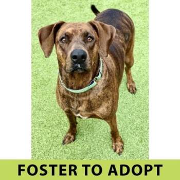 Tia -  Mixed Breed Dog for Adoption in Eugene, Oregon - Tia | PetCurious