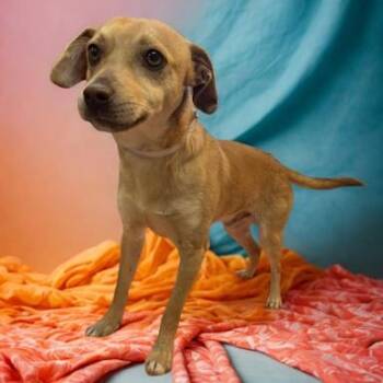 Chihuahua Dogs Available for Adoption - Sparky | PetCurious