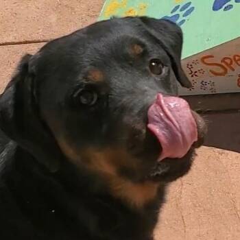 Rottweiler Dogs Available for Adoption in Columbia, Illinois - Kiesha | PetCurious