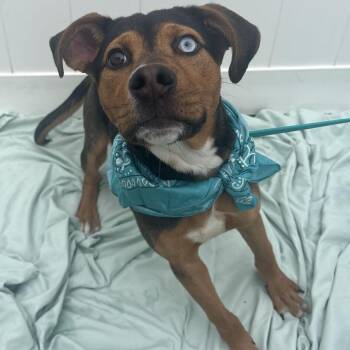 Jackie -  Mixed Breed Dog for Adoption in Canal Winchester, Ohio - Jackie | PetCurious