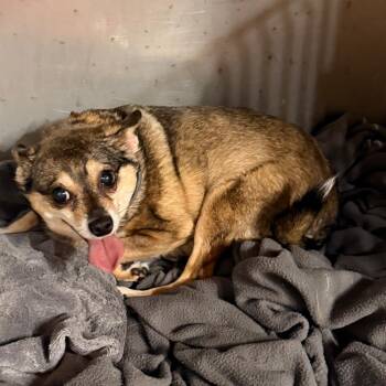 Miniature Pinscher and Chihuahua Dogs Available for Adoption in Tupelo, Mississippi - Coyte | PetCurious