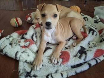 Churro -  Terrier and Mixed Breed Dog for Adoption in Honolulu, Hawaii - Churro | PetCurious