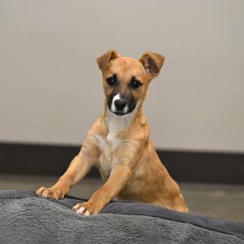 Mountain Cur and Catahoula Leopard Dog Dogs Available for Adoption - Spirit | PetCurious