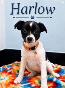 Harlow -  Border Collie Dog for Adoption in Casselberry, Florida - Harlow | PetCurious