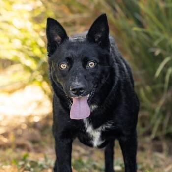 SYDNEY -  Australian Kelpie Dog for Adoption in Camarillo, California - SYDNEY | PetCurious