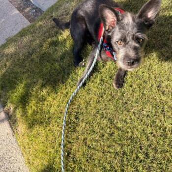 Terrier Dogs Available for Adoption - Travis | PetCurious