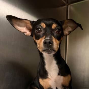 Princess Sparkle Butt -  Mixed Breed Dog for Adoption in Charleston, West Virginia - Princess Sparkle Butt | PetCurious