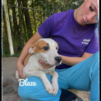 Rescue Labrador Retriever and Pit Bull Terrier Dogs for Adoption in Sebring, Florida - Blaze | PetCurious