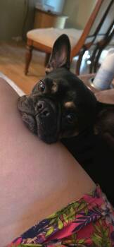 Hazel -  French Bulldog Dog for Adoption in Panama City, Florida - Hazel | PetCurious
