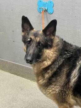 German Shepherd Dog Dogs Available for Adoption in Las Vegas, Nevada - EKKO | PetCurious