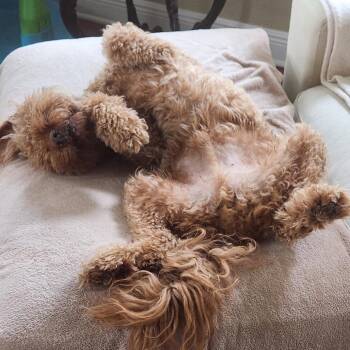 Bruno Bennett (Benefactor Dog) -  Curly Coated Retriever and Standard Poodle Dog for Adoption in New Orleans, Louisiana - Bruno Bennett (Benefactor Dog) | PetCurious